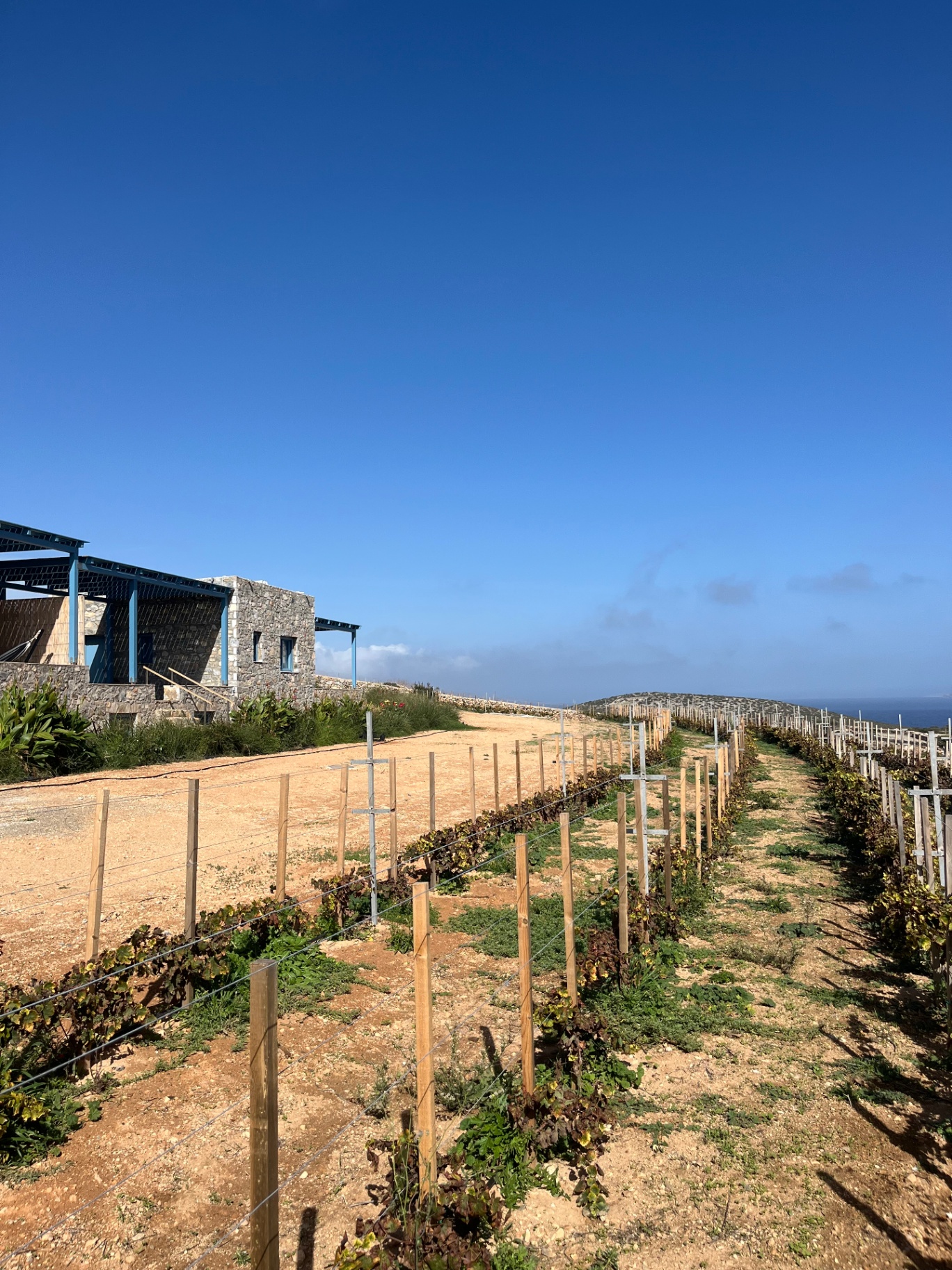 Vineyard rows leading to the sea