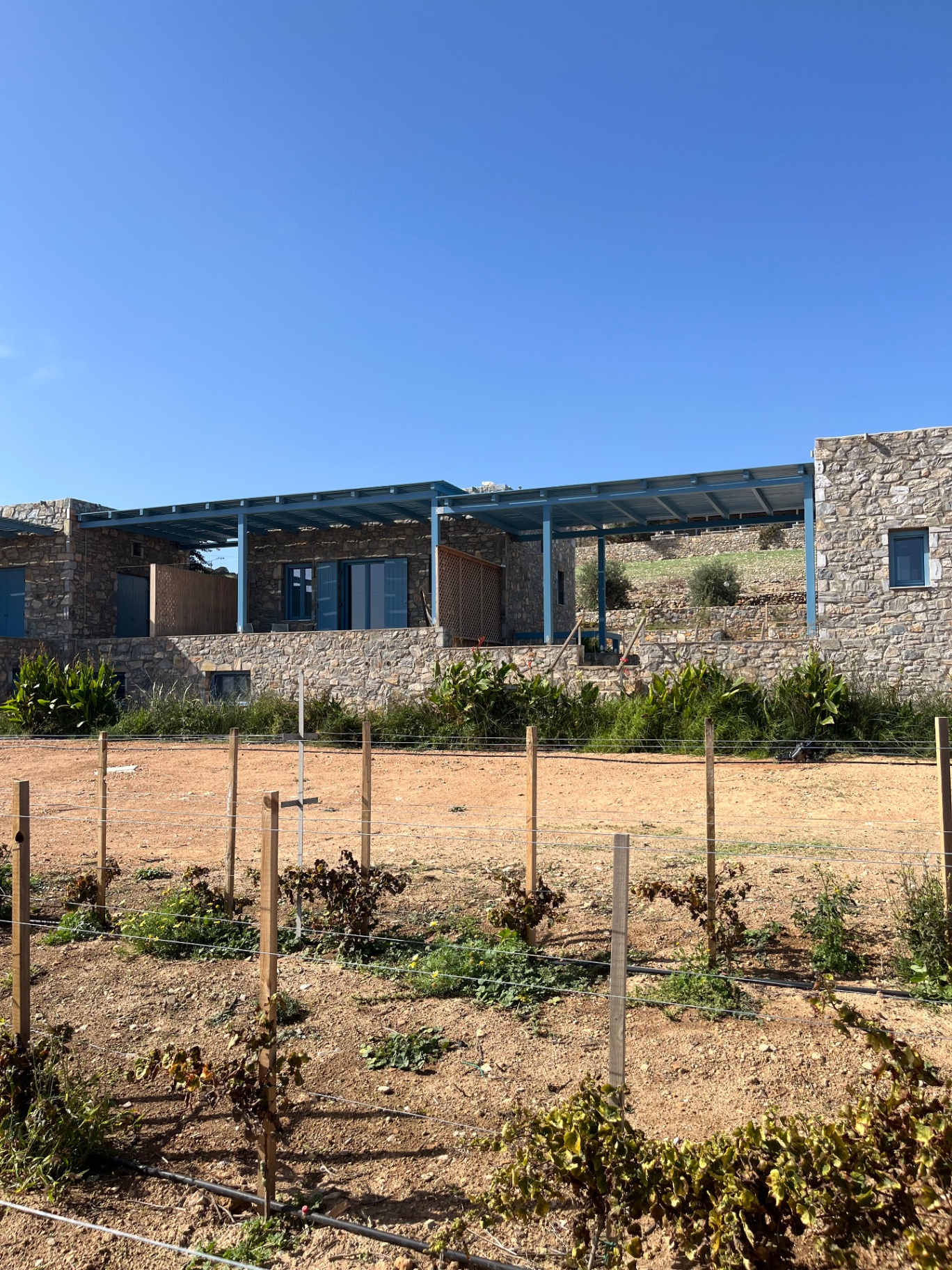 Vineyard beside the apartments